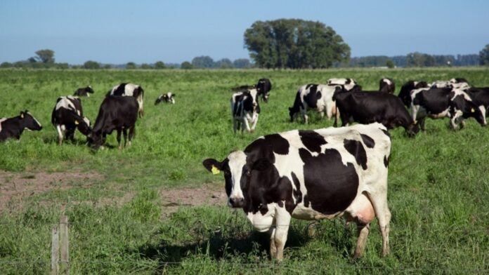 vacas_1