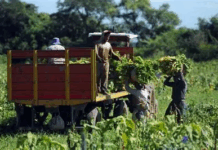 Tras el pedido de CAME, el Gobierno prorroga la compatibilidad de planes sociales con trabajo rural registrado