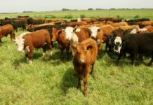 Actualización de los procedimientos para la evaluación de productos antisárnicos bovinos