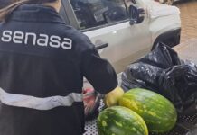 Medidas de prevención ante el inicio de la temporada de vuelo del picudo rojo