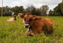 Se amplían las opciones para el manejo y prevención de la Brucelosis bovina