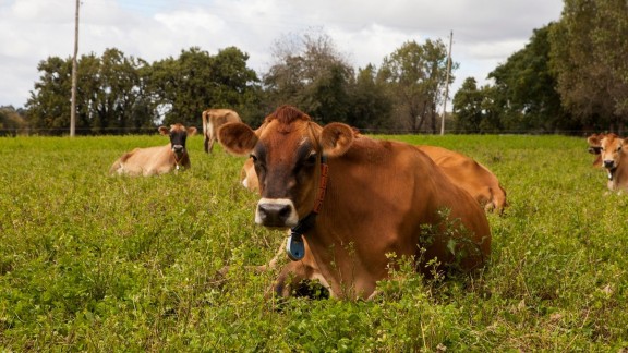 Se amplían las opciones para el manejo y prevención de la Brucelosis bovina