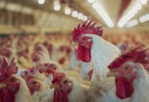 Argentina restituyó su estatus de país libre de influenza aviar altamente patógena