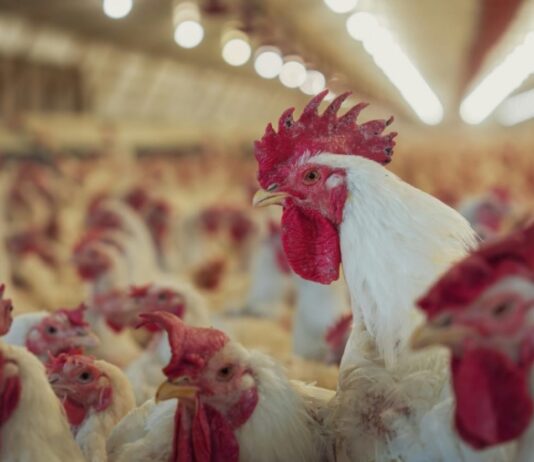 Argentina restituyó su estatus de país libre de influenza aviar altamente patógena