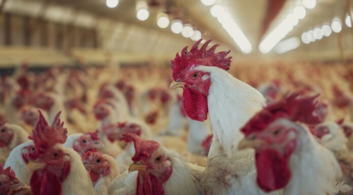 Argentina restituyó su estatus de país libre de influenza aviar altamente patógena
