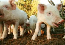 Claves para la prevención de la triquinosis en la temporada de mayor riesgo en Argentina