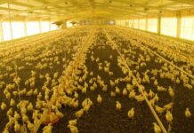 Bioseguridad: La primera barrera de prevención contra la influenza aviar en granjas comerciales