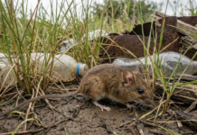 El brote de hantavirus en la provincia de Buenos Aires ya causó siete muertes y enciende las alarmas