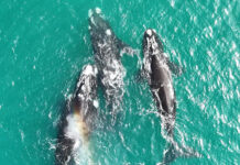 Cuando el mar respira cerca, ballenas en las costas bonaerenses