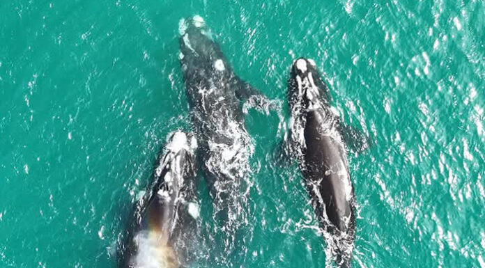 Cuando el mar respira cerca, ballenas en las costas bonaerenses