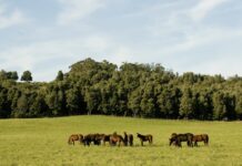 Actualización de datos en el Registro Nacional Sanitario de Productores Agropecuarios