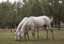 Encefalomielitis equina: Cómo prevenir la enfermedad durante la temporada de calor