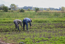 La UATRE advirtió que están en riesgo 120.000 puestos de trabajo rural