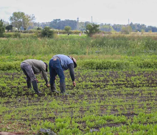 La UATRE advirtió que están en riesgo 120.000 puestos de trabajo rural