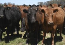 Vacunación antiaftosa: Procedimientos para la libre elección de veterinarios acreditados