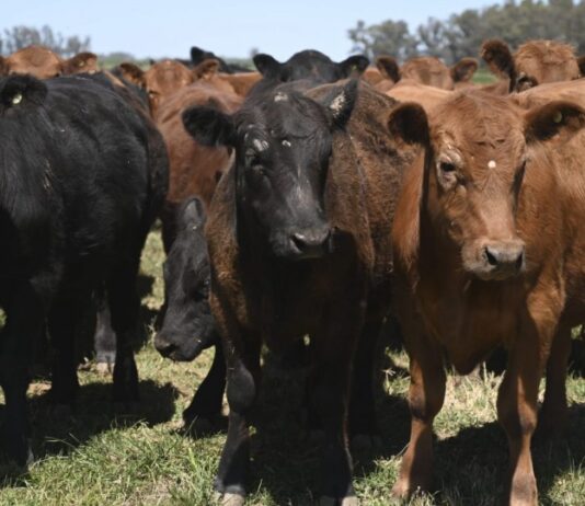 Vacunación antiaftosa: Procedimientos para la libre elección de veterinarios acreditados